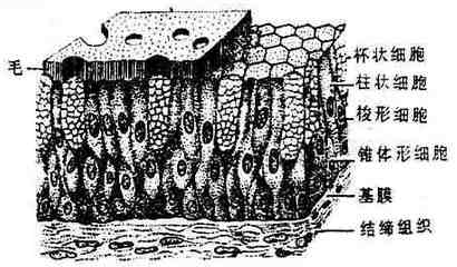 �ٸ�����״��Ƥ