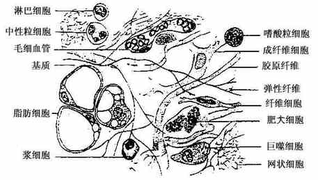 ���ɽ����֯