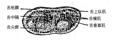 ��ĺ����