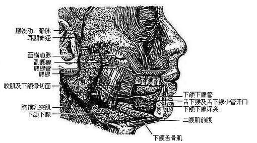 ��Һ�٣��ң�