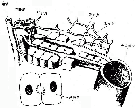 �εĽṹ