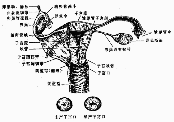 Ů������ֳ��ȫò