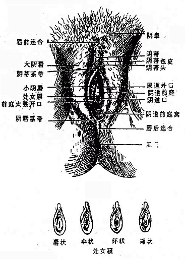 Ů������ֳ��