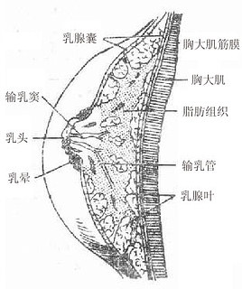 �鷿ʸ״����