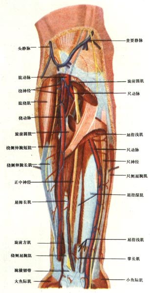 ǰ��ǰ�棨��㣩