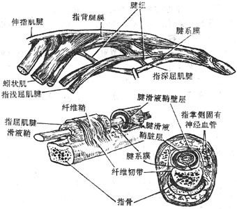 ָ�����켰����