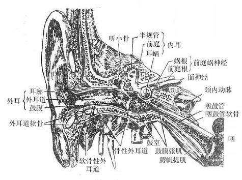 �⡢�С��ڶ�ȫò