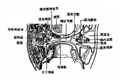 咽筋膜间隙（经扁桃体中横切面）