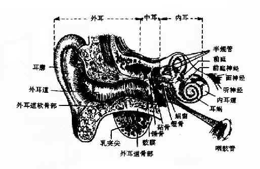 耳的解剖