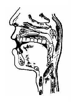 咽异物常见位置