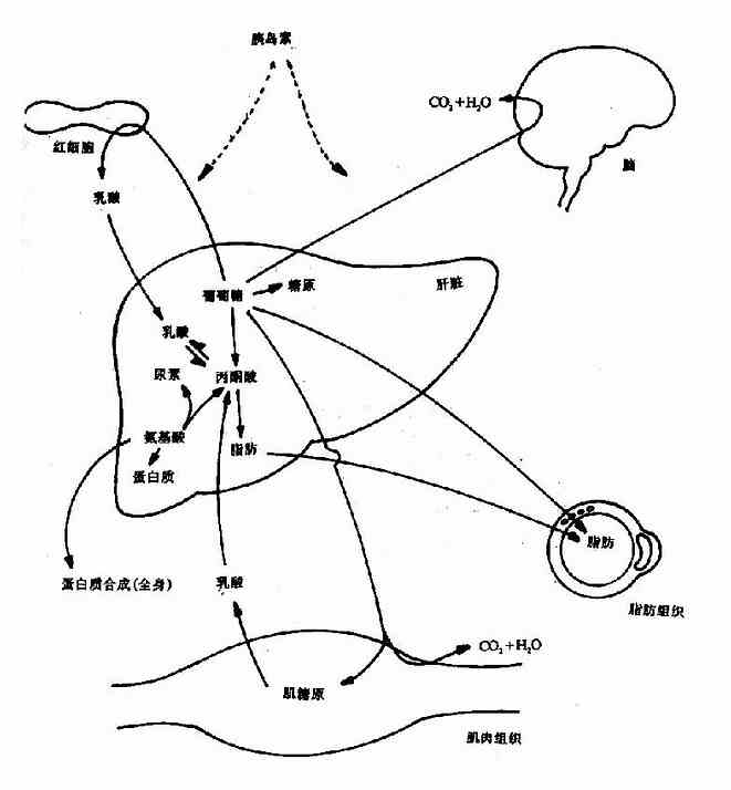 ��ʳ����»�����Ҫ��֯���л��ϵ