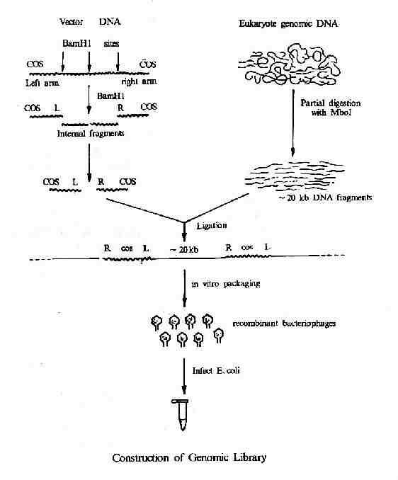 ������DNA�Ŀ�Ĺ���