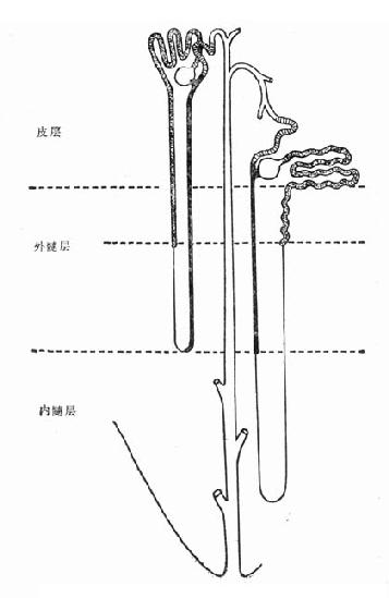 �ڡ������ëϸѪ����̬