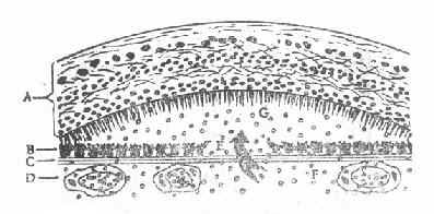 ����Ƥ����ʾ��ͼ