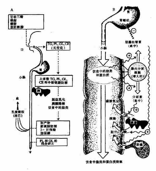 ֬������