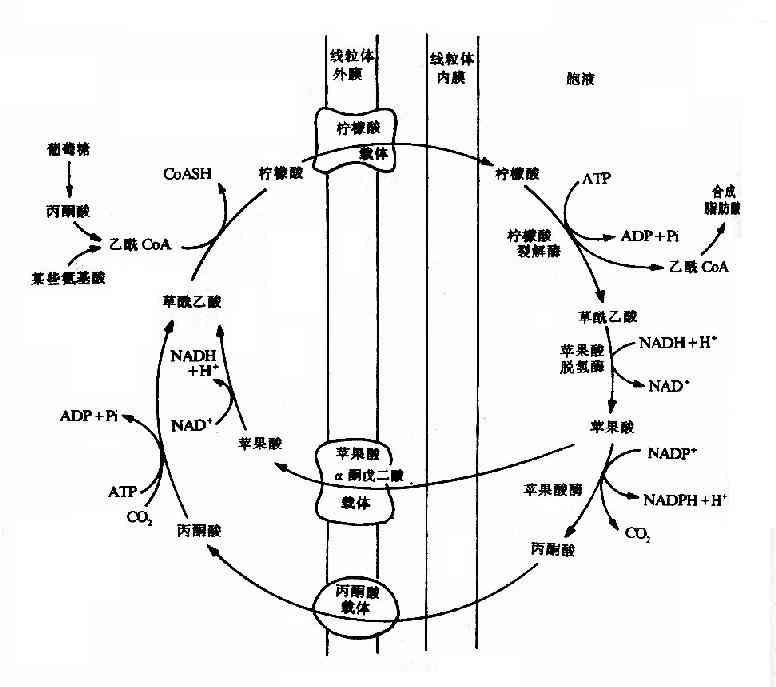 ������-��ͪ��ѭ��