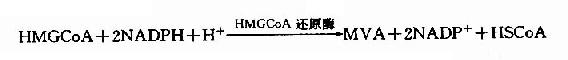 ��������(mevalonic acid��MVA)������