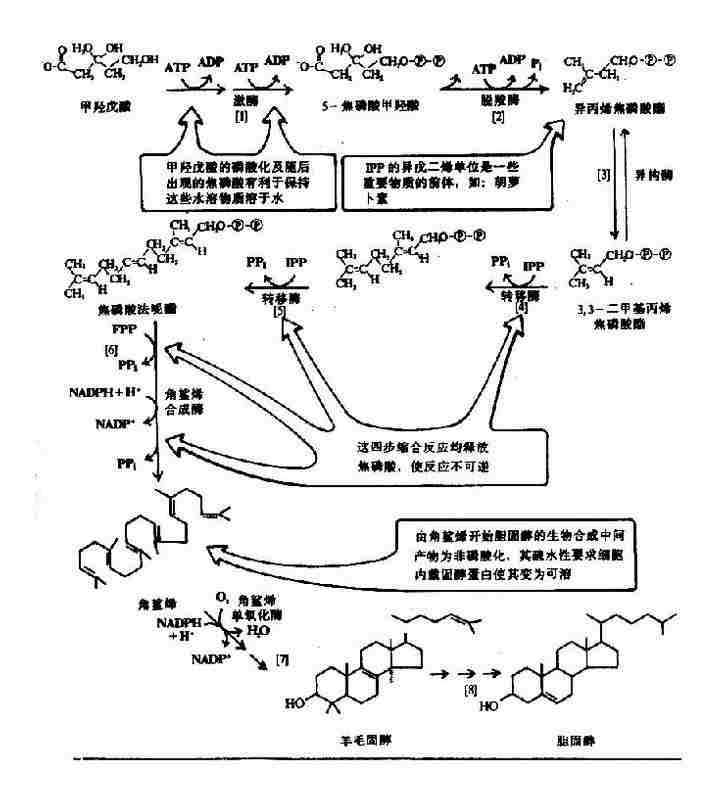 ��������ϳɵ��̴�