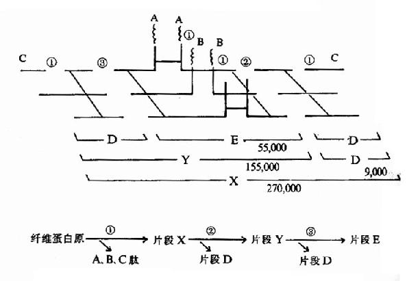 ����ø����ά����(ԭ)�Ľ���(Ƭ���µ�����Ϊ������)
