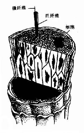 ͷ������΢�ṹ