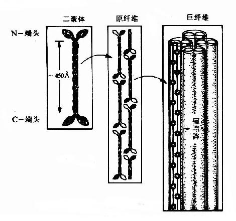 ���ǵ��׵Ľṹ