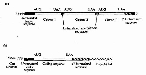 (a)ԭ������mRNA)Ϊ��˳����(b)�������mRNAΪ��˳����