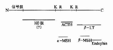 POMC��Ϊ���ֻ������ʵ�ǰ��