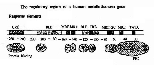�˽����򵰰׻���ĵ�����