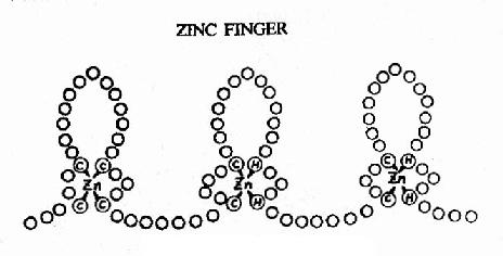 �����ʵ�пָ�ṹ