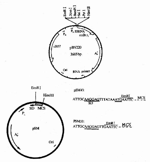 ���ֳ��õĴ󳦸˾���������