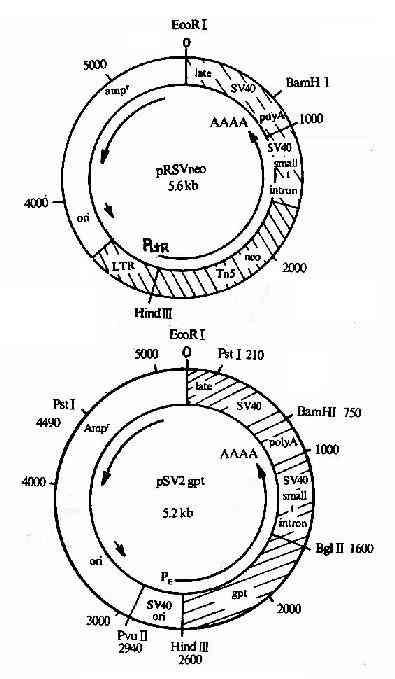 ��˱�������pSV2-neo