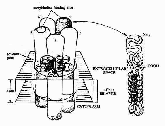 ������������Ľṹģʽͼ