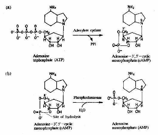 cAMP��������ˮ��