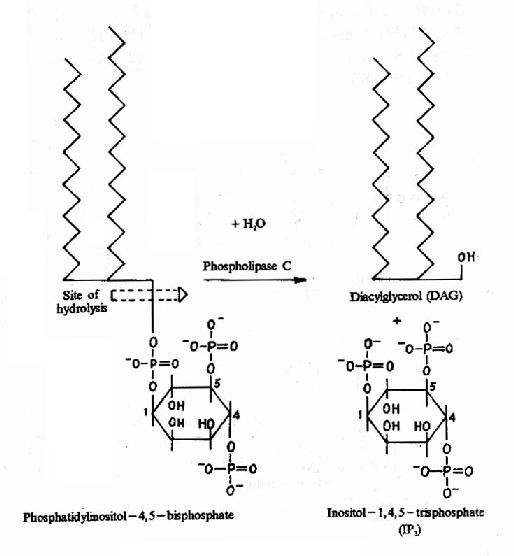 DAG��IP3������