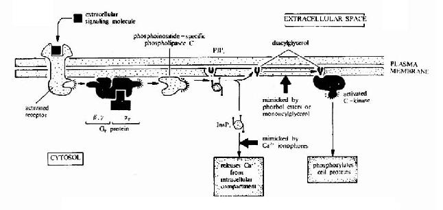 G����ż�������壭G���ף���֬øC�ź�ת��;��ʾ��ͼ