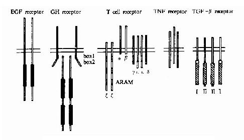 ���൥�ο�Ĥ����Ĵ����Ծ���