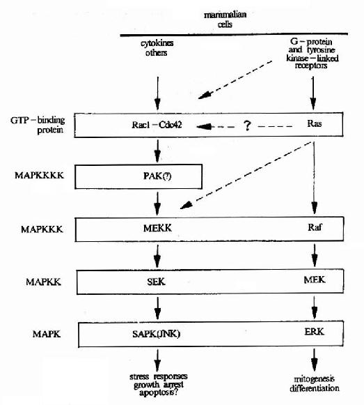 MAPK���𼶼���