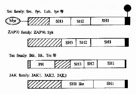 ����PTK�Ľṹ