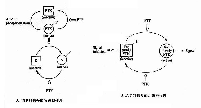 �����Ұ�������ø�Ե����Ұ��ἤø�ĵ�������